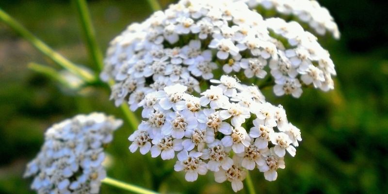 Arzneipflanze des Jahres 2025: Die Gemeine Schafgarbe - Foto: presseportal.de