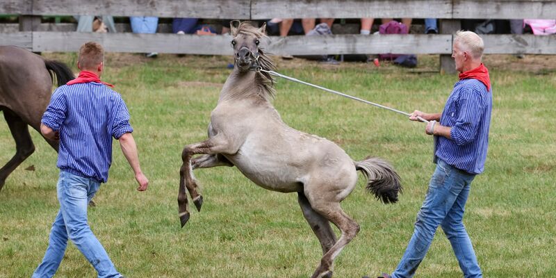 Wildpferde im Münsterland bei Dülmen - einmal im Jahr werden die Junghengste gefangen. - Foto: Christoph Reichwein/dpa