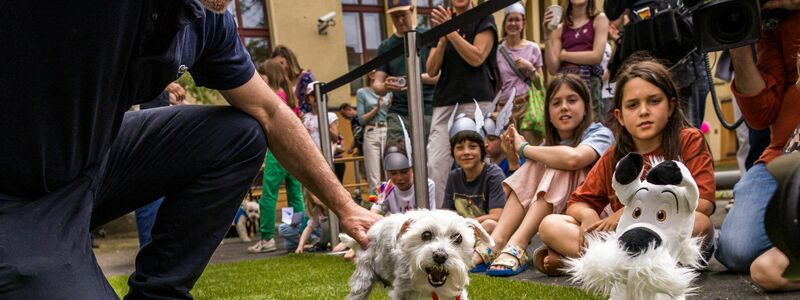 Der beste Idefix-Doppelgänger? Sieger-Hund Polly erhielt die Idefix-Lookalike-Contest-Urkunde. (Archivbild) - Foto: Carsten Koall/dpa