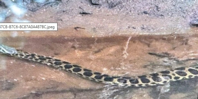 POL-SE: Quickborn - Anakonda im Bachlauf - Polizei sucht Zeugen - Foto: presseportal.de