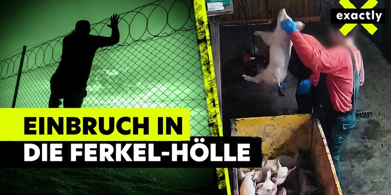 MDR-Reihe „exactly“ zum Thema: „Lebendig im Müll – so grausam werden Ferkel getötet“ - Foto: presseportal.de