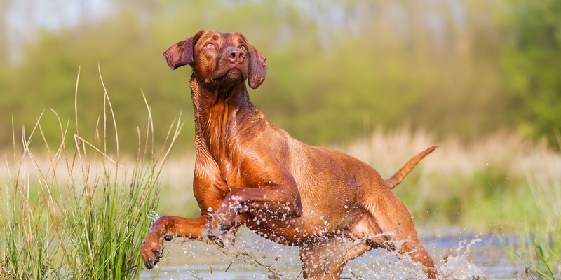 Leptospirose beim Hund: Die Krankheit, die aus der Pfütze kommt - Foto: presseportal.de
