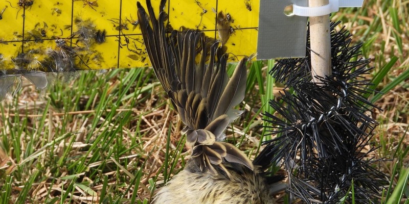 Todesfalle für Vögel: Insekten-Klebetafeln im EU-Vogelschutzgebiet Ochsenmoor in Niedersachsen - Foto: presseportal.de