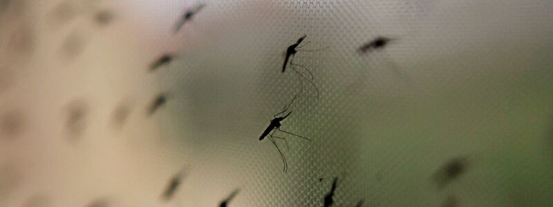 Die Anopheles-Mücke umfasst weltweit sehr viele verschiedene Arten. - Foto: Stephen Morrison/epa/dpa-tmn