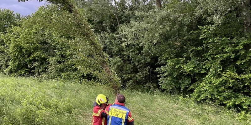 FW Reichenau: Baum droht auf Fahrbahn zu stürzen, Reichenauer Alleenstrasse L221 , 04.06.2025 - Foto: presseportal.de