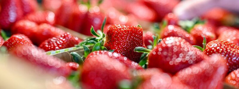 Jetzt gibt es Erdbeeren so günstig wie nie in der Saison. (Archivbild) - Foto: Uli Deck/dpa