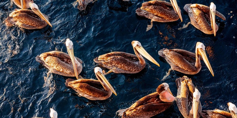 Wissenschaftler aller Kontinente warnen in einer aktuellen Umfrage vor Kipppunkten für das Meer und seine Artenvielfalt / Sie machen jedoch auch Hoffnung auf eine Umkehr des Negativtrends - Foto: presseportal.de