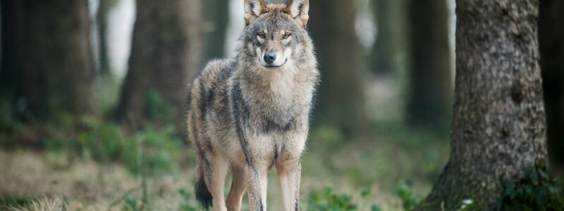 Auch in Deutschland könnten Wölfe bald leichter abgeschossen werden. (Archivbild) - Foto: Bernd Thissen/dpa