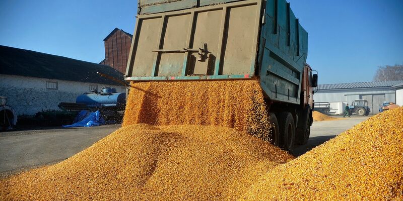 Günstige Agrarimporte aus der Ukraine sorgten für Unmut bei Bauern in der EU. (Archivbild)  - Foto: ---/Ukrinform/dpa