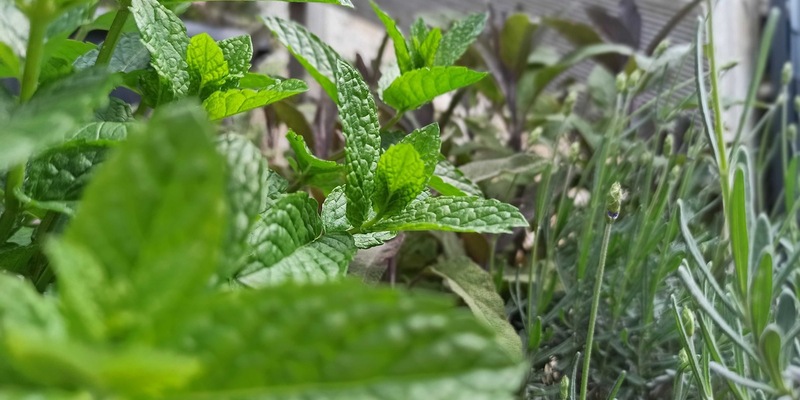 Heilpflanzen im Sommer: Natürlich wohltuend und einfach zu kultivieren - Foto: presseportal.de