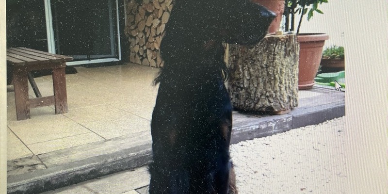 POL-SO: Suche nach vermisstem 63-jährigen - Foto: presseportal.de