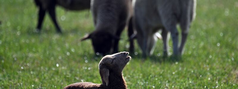 Kleinere Tiere wie Lämmer kann ein Goldschakal leicht erbeuten. (Symbolbild) - Foto: Federico Gambarini/dpa