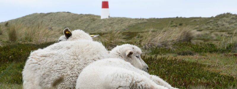 Immer wieder riss der Goldschakal Lämmer auf Sylt. - Foto: Lea Sarah Albert/dpa