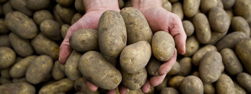 Die Pflanzenkrankheit Stolbur bedroht auch heimische Kartoffeln. - Foto: picture alliance / dpa