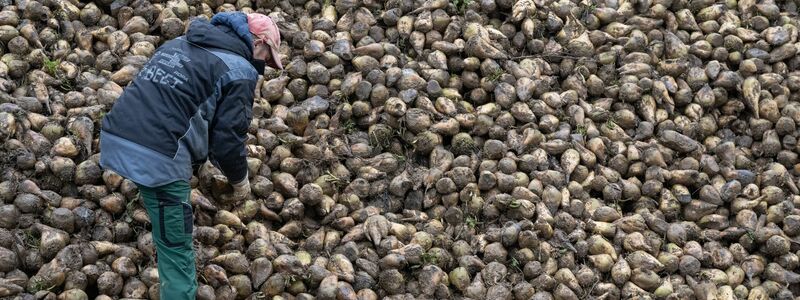 Zuckerrüben sind von einem kleinen Insekt bedroht, der Schilf-Glasflügelzikade. (Archivbild) - Foto: Marijan Murat/dpa