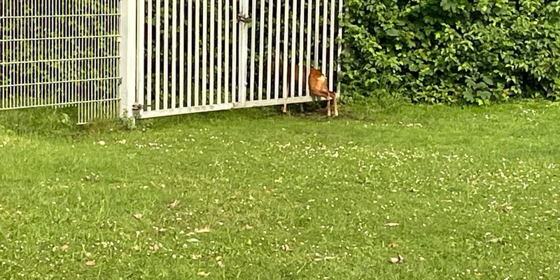 FW-EN: Feuerwehr rettet Reh aus beklemmende Situation - Foto: presseportal.de