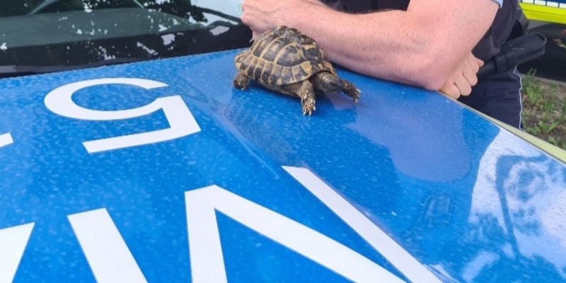 POL-MA: Weinheim/ Rhein-Neckar-Kreis: Landschildkröte aufgefunden - Besitzer gesucht - Foto: presseportal.de