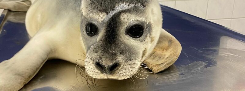 Seehündin Maca wurde auf Norderney gefunden. - Foto: Seehundstation Norddeich/dpa