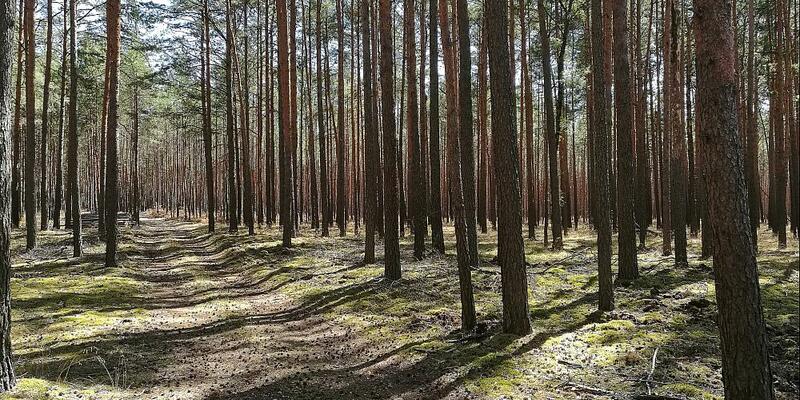 Wald (Archiv) - Foto: über dts Nachrichtenagentur