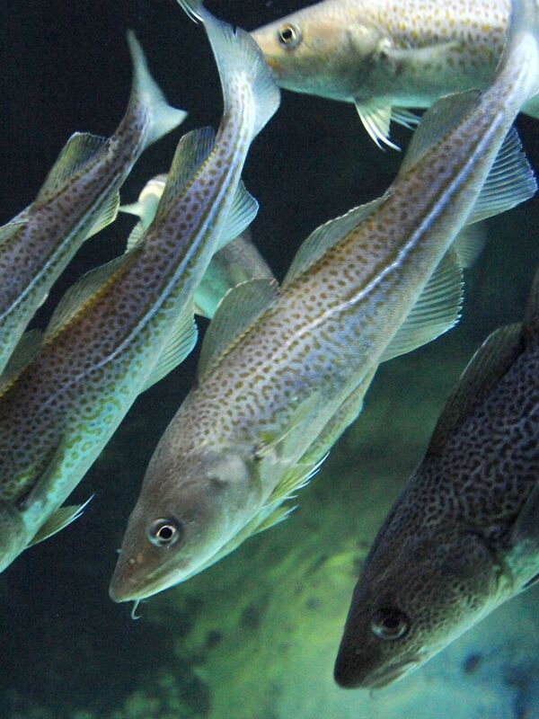 Welche Fische Kommen In Nord Und Ostsee Vor Das Ver ndert Sich Gerade welche-fische-kommen-in-nord-und-ostsee-vor-das-ver-ndert-sich-gerade