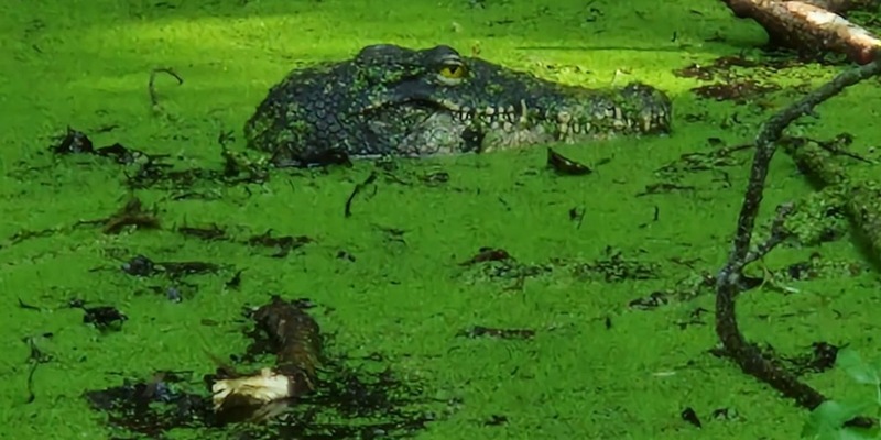 FW Konstanz: Krokodil löst Feuerwehreinsatz aus - Foto: presseportal.de