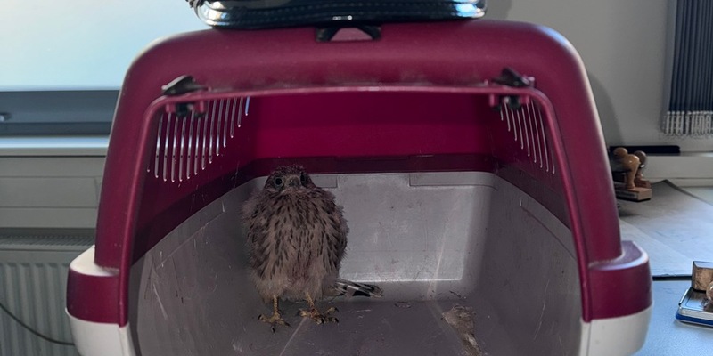 POL-HL: Lübeck / Innenstadt Junger Falke gerettet - Foto: presseportal.de