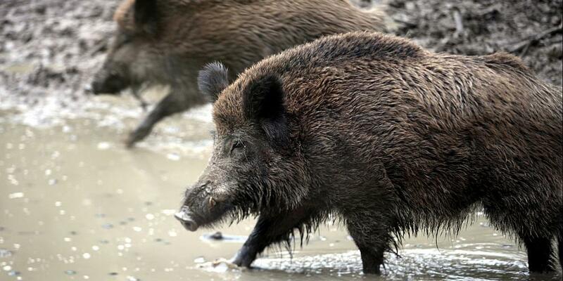 Wildschwein (Archiv) - Foto: über dts Nachrichtenagentur