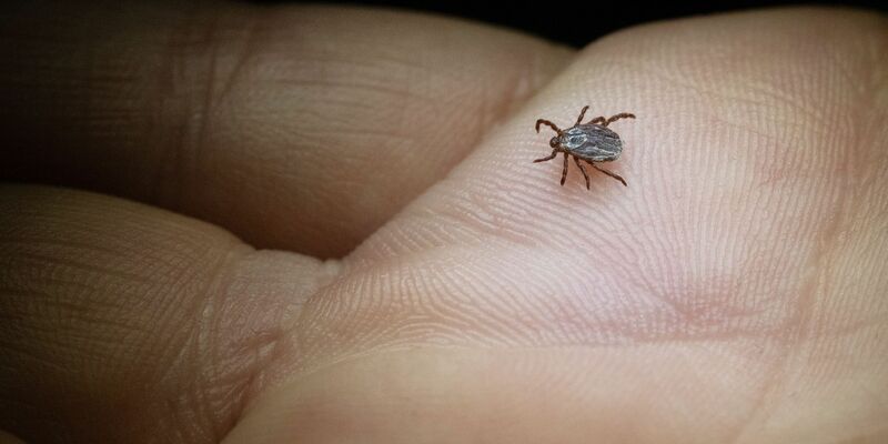 Die Buntzecke lebt unter anderem auf Wiesen oder Grünstreifen (Archivbild). - Foto: Marijan Murat/dpa/dpa-tmn