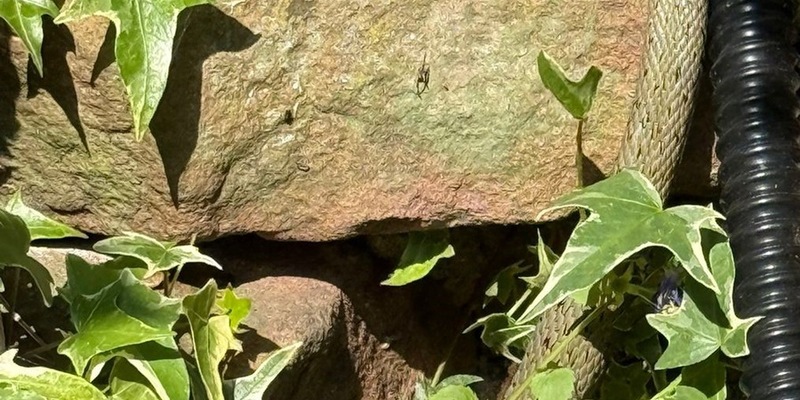 POL-MA: Heidelberg-Ziegelhausen und Weinheim/Rhein-Neckar-Kreis: Gleich zwei tierische Begegnungen der nicht ganz üblichen Art - Foto: presseportal.de