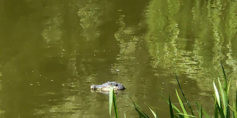 Der natürliche Lebensraum von Alligatoren liegt unter anderem im Südosten der USA. - Foto: -/Polizei Berlin/dpa