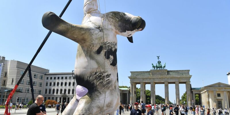 Die Aktivisten bezeichnen manche Tiertransporte als «Horrorfahrten». - Foto: Paul Zinken/dpa