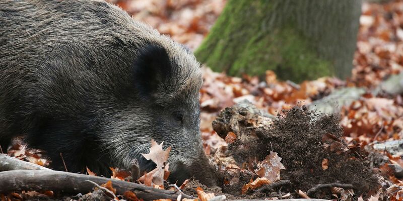 Ein Jäger hat in NRW ein totes Wildschwein gefunden, bei dem der Verdacht auf die Afrikanische Schweinepest (ASP) bestätigt wurde. (Archivbild) - Foto: Oliver Berg/dpa