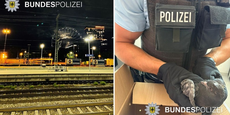 Bundespolizeidirektion München: Taubenrettung mit traurigem Ausgang - Sitzplatzstreit mit Verletzten - Foto: presseportal.de