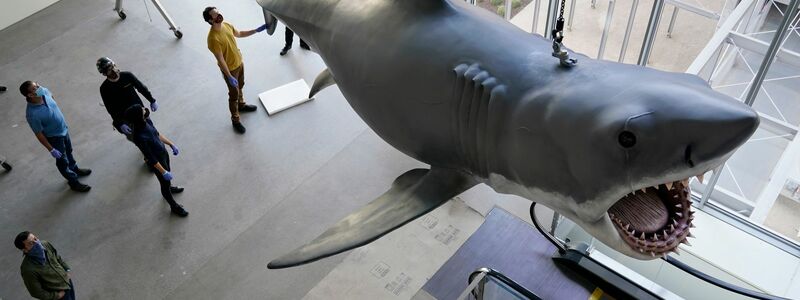 Mit dem mechanischen Hai «Bruce», hier restauriert im Academy Museum of Motion Pictures in Los Angeles, gab es bei den Dreharbeiten zu «Der weiße Hai» mannigfaltige Probleme. (Archivbild)  - Foto: Chris Pizzello/Invision/AP/dpa
