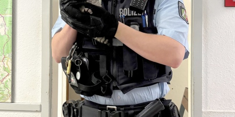 POL-MK: Drei Katzenkinder ausgesetzt - Foto: presseportal.de