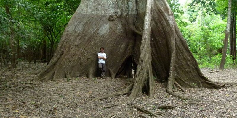 An Regenwaldbäumen ist zu erkennen, welche Spuren längst vergangene Regenfälle hinterlassen haben. - Foto: Bruno B L Cintra/University of Birmingham/dpa