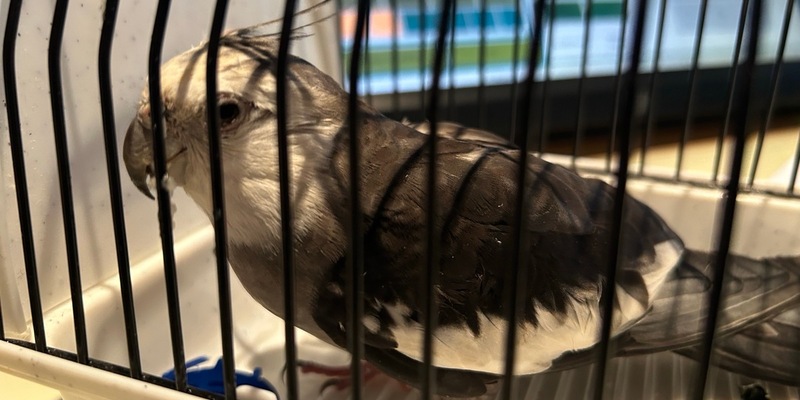 POL-PDMY: Nymphensittig zugeflogen / Besitzer gesucht - Foto: presseportal.de