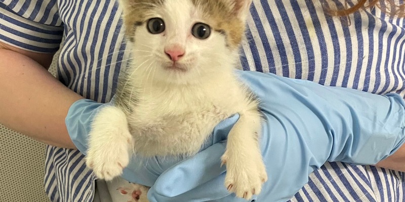 POL-DA: Lorsch: Katzenbaby sucht Zuflucht bei der Polizei - Foto: presseportal.de