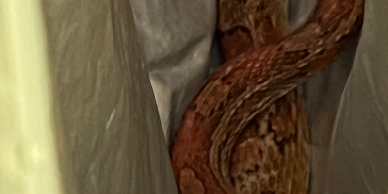 POL-FL: Schleswig: Polizisten als Schlangenfänger - Eigentümer gesucht - Foto: presseportal.de