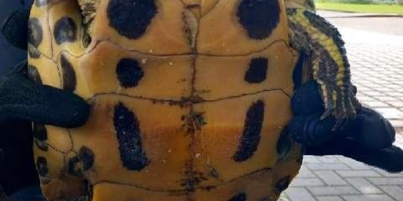POL-HM: Eigentümer einer Fundschildkröte gesucht - Foto: presseportal.de