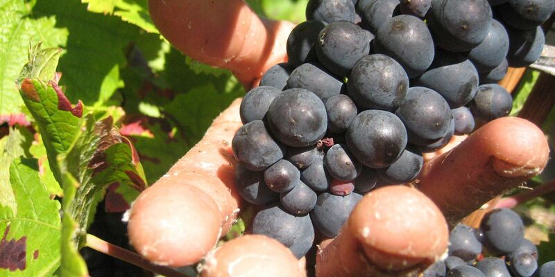 Die Weinlese in der Champagne ist Handarbeit. (Archivbild) - Foto: picture alliance / dpa