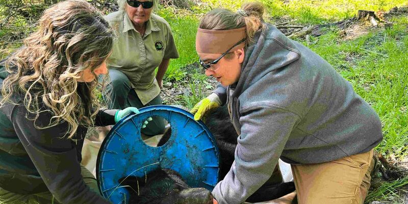 Abgesehen von Narben am Hals machte der Bär einen gesunden Eindruck. - Foto: Uncredited/Michigan Department of Natural Resources/AP/dpa