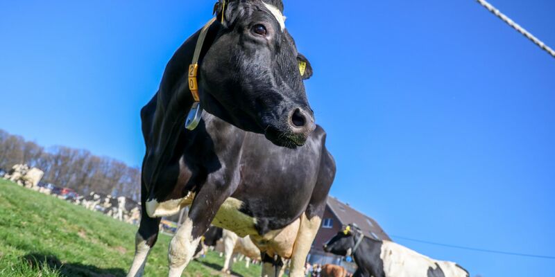 Aus einem Betrieb in Mecklenburg-Vorpommern wurde Bullensperma gestohlen. (Symbolbild) - Foto: Christoph Reichwein/dpa