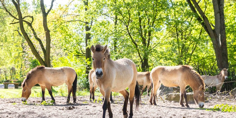 Dem Staatsziel Artenschutz verpflichtet: Wie Zoos die Biodiversität retten / VdZ-Jahrestagung und Zoo- und Wildtier-Forum - Foto: presseportal.de