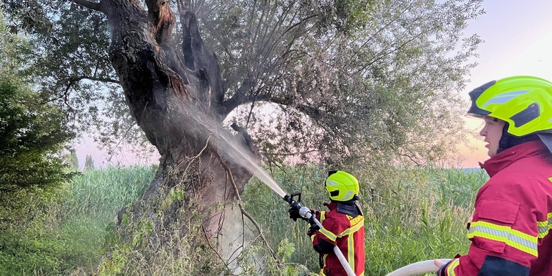 FW Reichenau: Brennender Baum konnte gelöscht werden, 20.06.2024, Reichenau-Mittelzell - Foto: presseportal.de