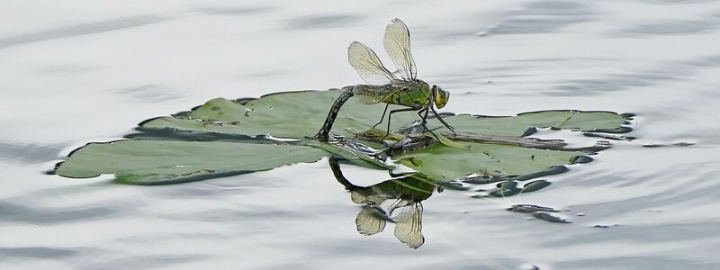 Für Insekten sind Pyrethroide, die unter anderem in Pflanzenschutzmitteln stecken, besonders gefährlich. (Archivbild) - Foto: Niall Carson/PA Wire/dpa