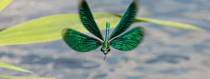 Die Larven der Libellen entwickeln sich im Wasser. (Archivbild) - Foto: Frank Rumpenhorst/dpa