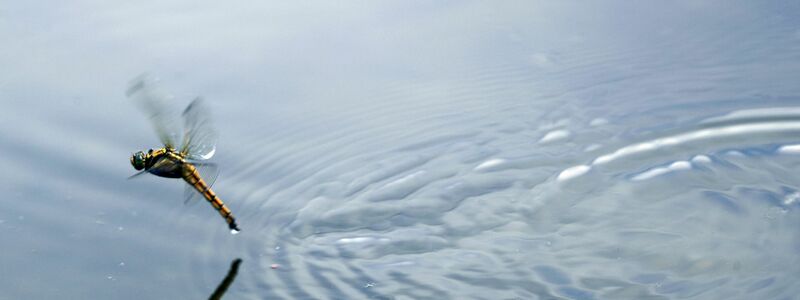 Die Larven der Libellen leben meist am Gewässergrund oder zwischen Wasserpflanzen. (Archivbild) - Foto: Jens Büttner/dpa-Zentralbild/ZB