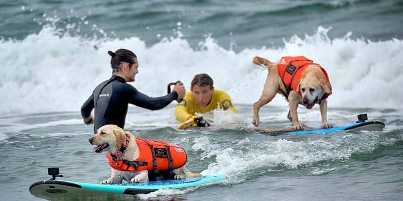Faith ist taub und halb erblindet, stürzte sich aber trotzdem mutig in die Wellen. - Foto: Richard Vogel/AP/dpa