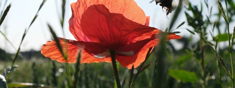 Am Wochenende scheint oft die Sonne. - Foto: Sebastian Willnow/dpa